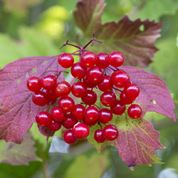 guelder berries