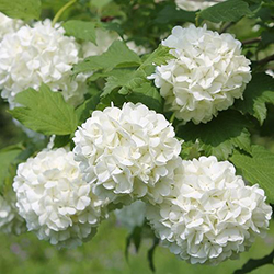 guelder flowers