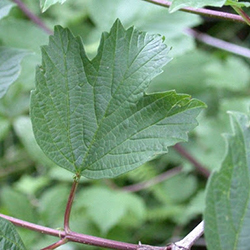 guelder leaves