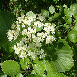 southern arrowwood flowers