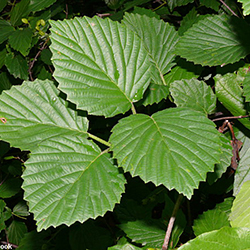 leaves of southern arrowwood